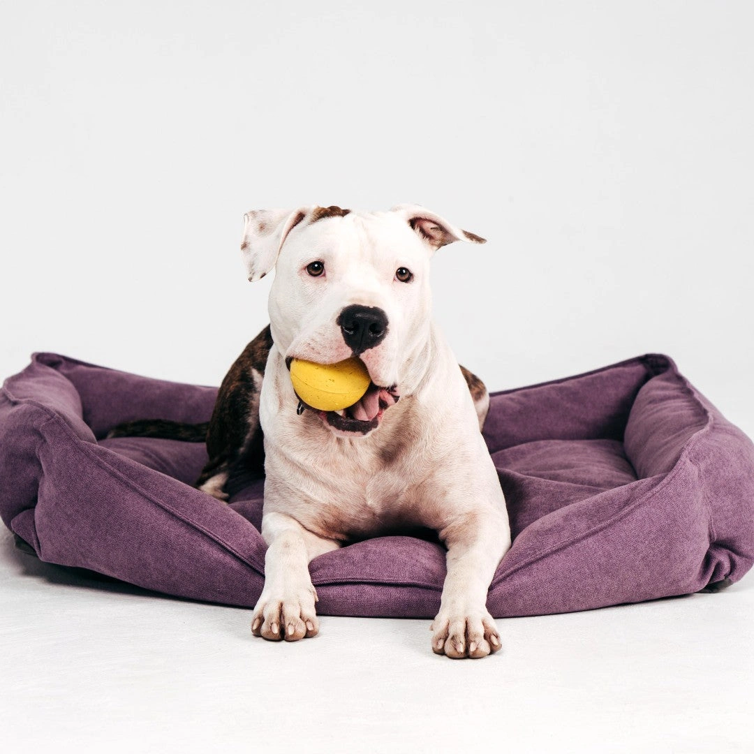 Chew Powerhouse: 12-Month Toy Subscription for Aggressive Dogs!