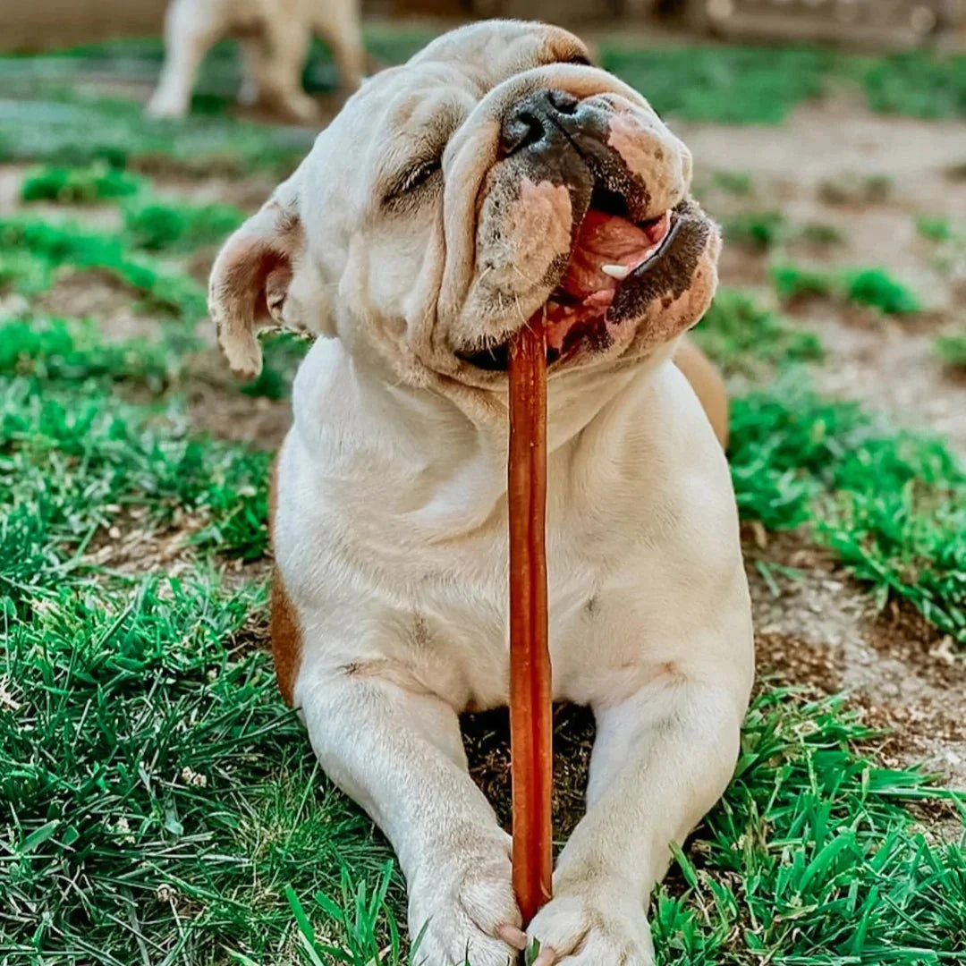XL Bully Sticks: A Year of Happy Chewing, Delivered Monthly!